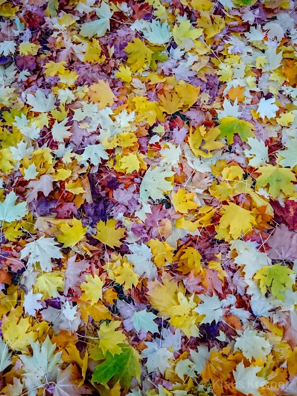 Herbstlaub auf dem Tempelhofer Feld